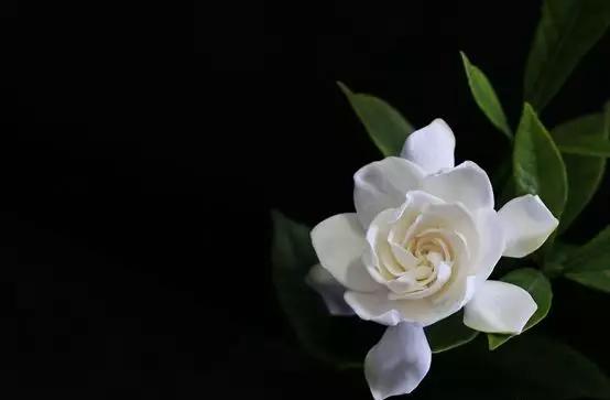 你是哪天出生的对应哪种花,你是几月份的花就是几月份的命