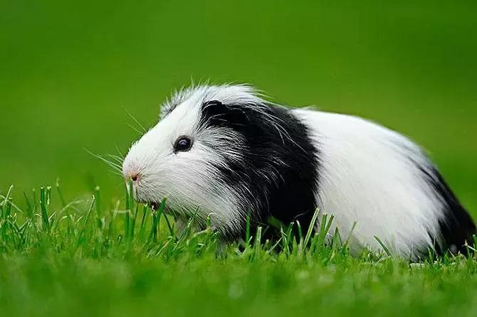 荷兰猪受到惊吓不吃食怎么办,荷兰猪感到不开心的表现