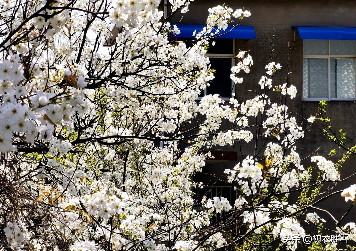 苏轼的梨花,苏轼写的什么梨花