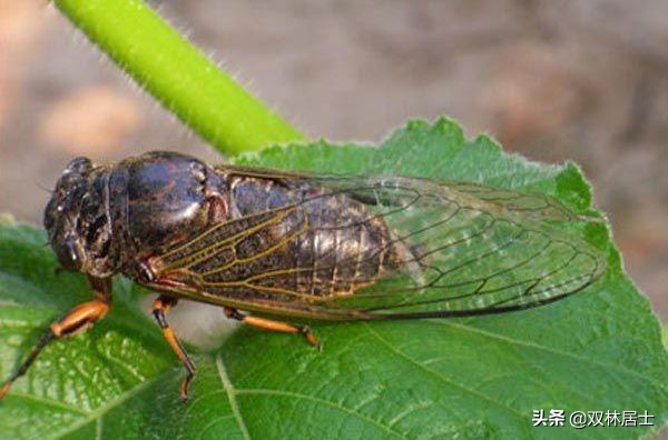 每日一诗词完整版,每日一诗古诗词