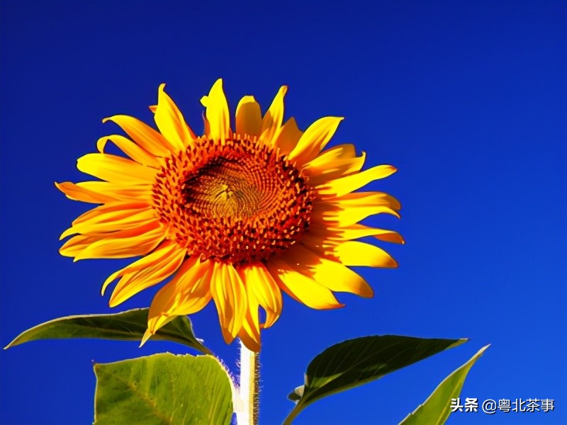 我26岁,不顾朋友劝阻奔现网友,结果被骗得身无分文后悔万分