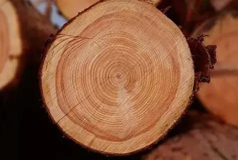 玩木头的乐趣,玩木头的18个基本知识