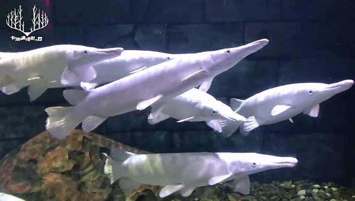 十大凶猛的淡水鱼鳄雀鳝,十大凶猛淡水鱼鳄雀鳝