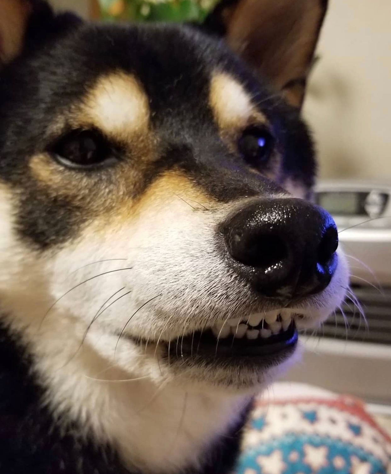 哪里找知名犬舍,如何选择靠谱犬舍