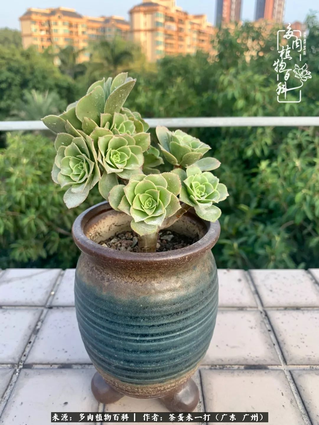 在冬日阳光下，记一个多肉小白的养肉历程