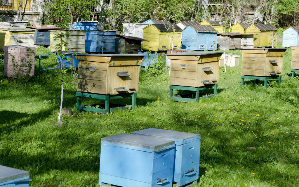 蜜蜂养殖蜂场管理技术,蜜蜂养殖技术中蜂快速繁殖技巧