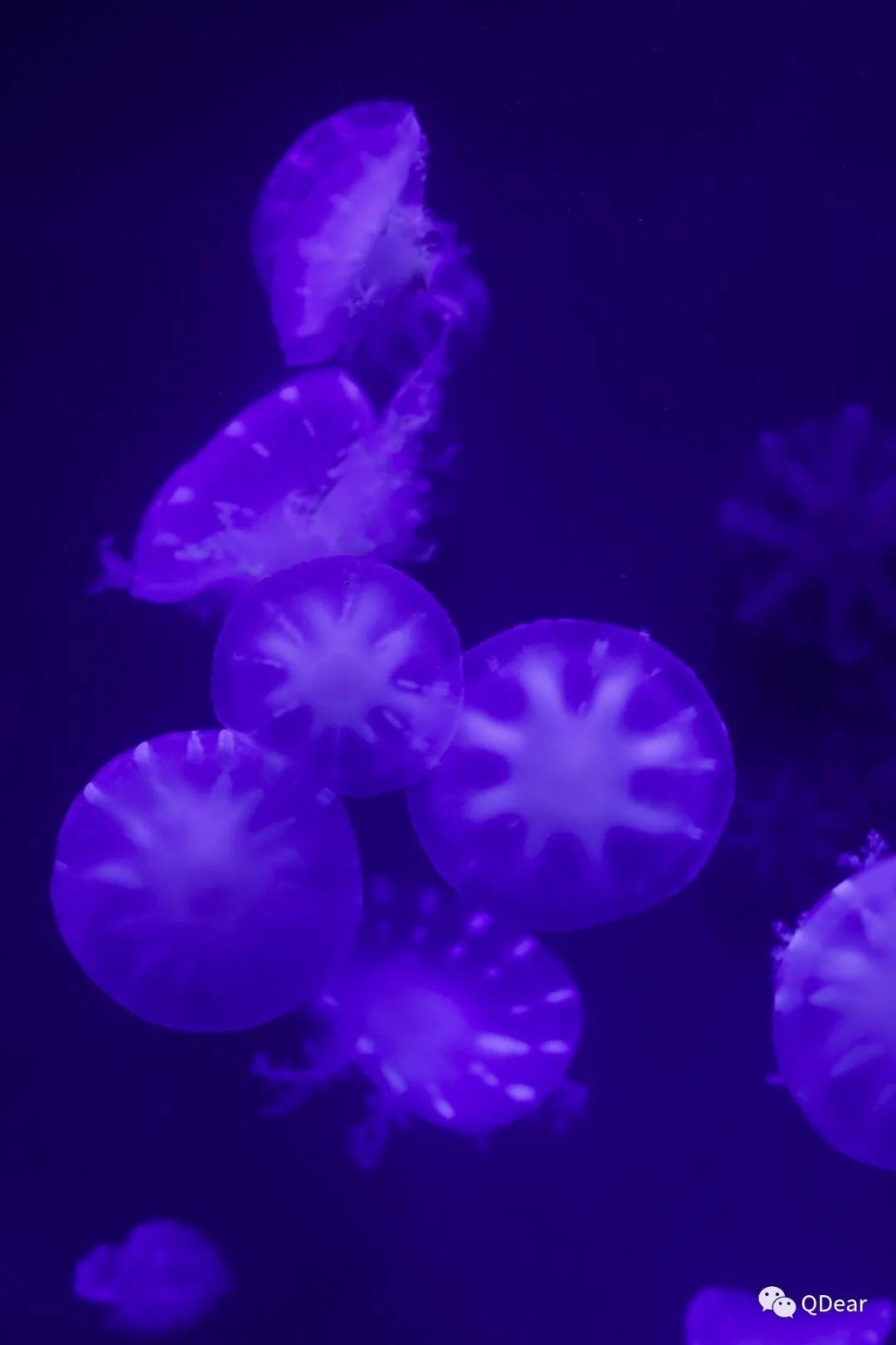 青岛最适宜旅游的景点有几个,青岛过年免费旅游景点