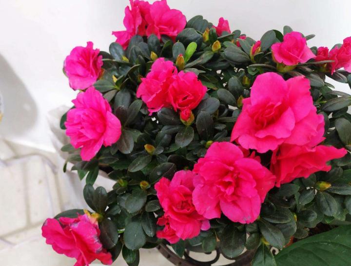 植物黄叶就用它调理,植物黄叶用什么挽救