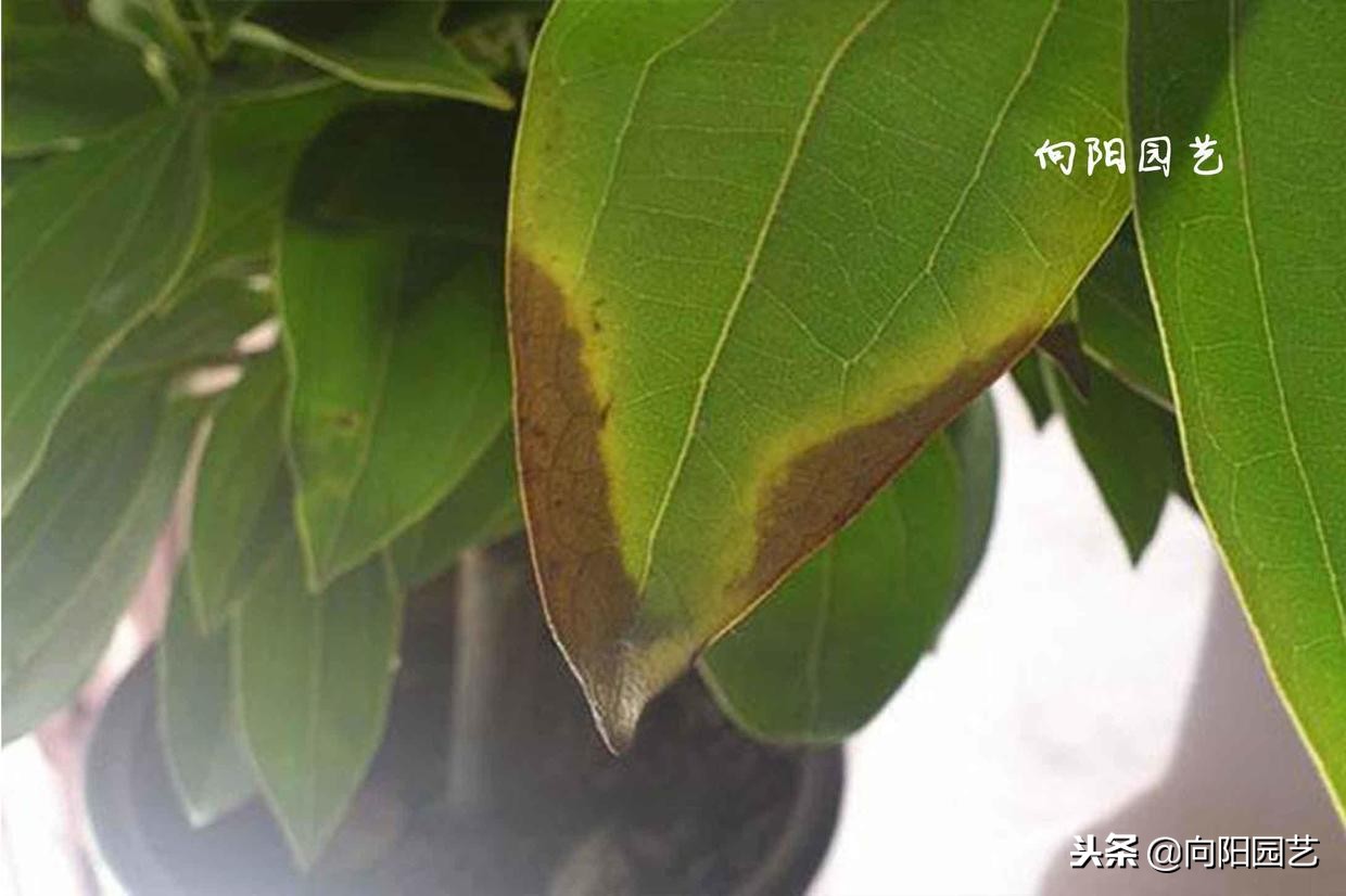 盆栽石榴树叶子发黄脱落怎么办,盆栽栀子花叶子发黄是什么原因