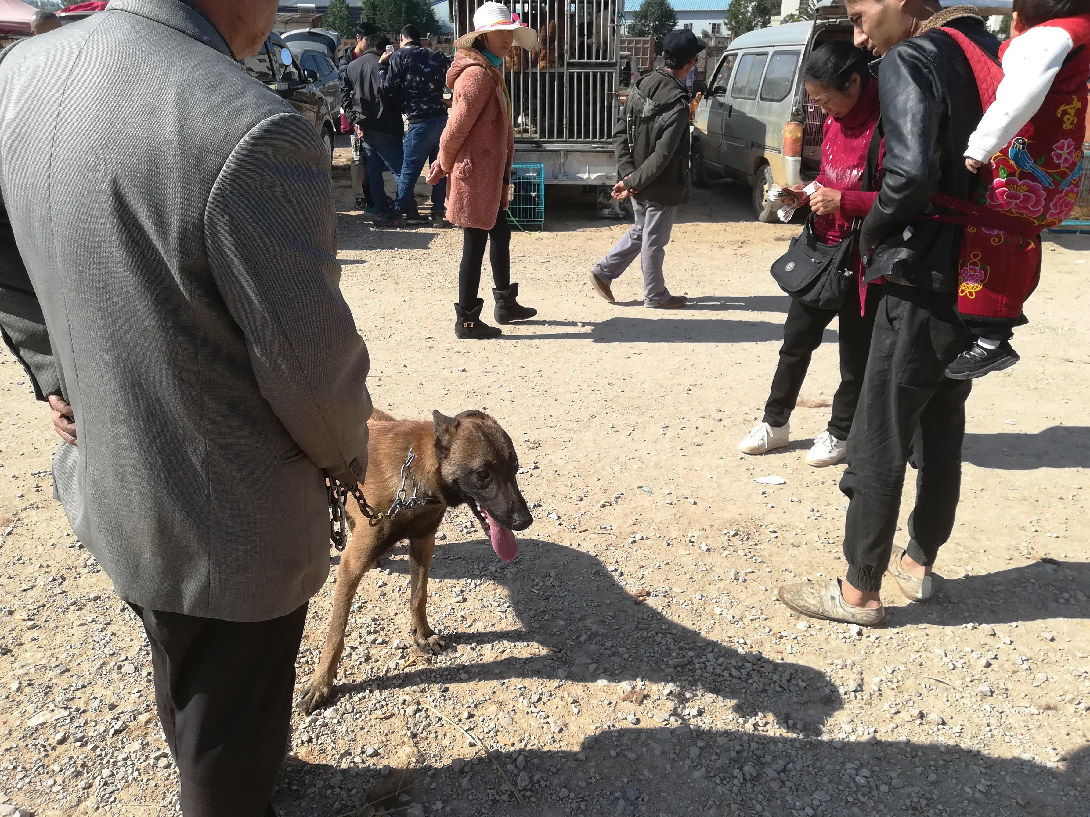 怎样才能训练好一只听话的马犬,养一只马犬一只罗威纳