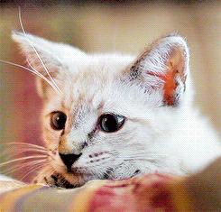 春天来了，家里的动物开始了兴奋，被困在家中的你该如何帮助它呢