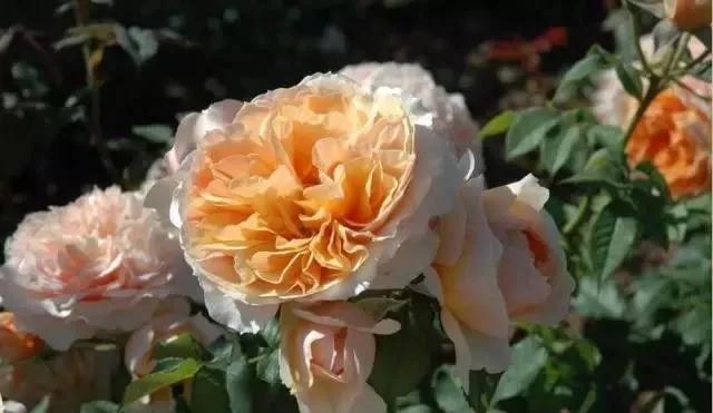 100种玫瑰图片大全,介绍100种不同品种的玫瑰视频