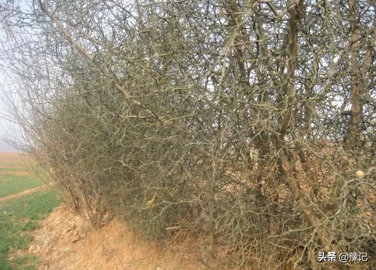 植物大战僵尸守护神器,植物大战僵尸里防盗贼的植物