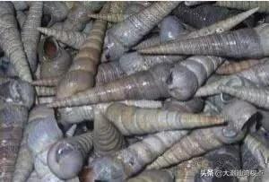 作为潮汕人，这89种海鲜你都能对上号吗