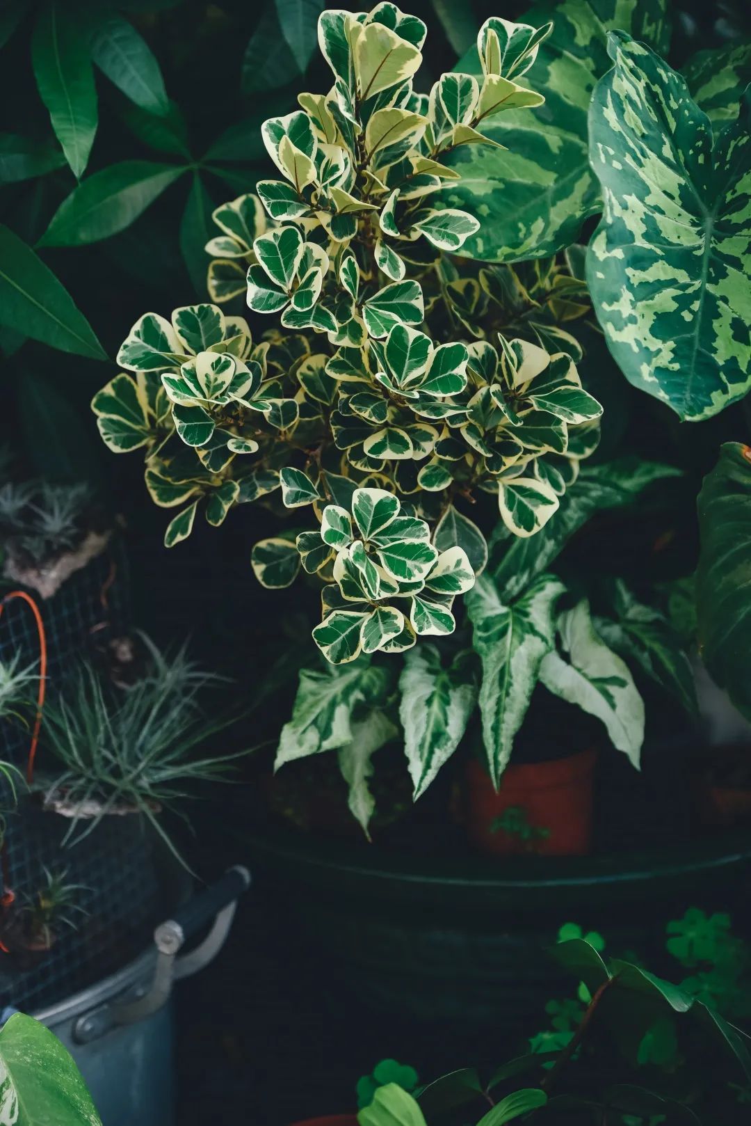 没花园怎么种花？从东北到广东，4位大神在室内种出植物园，绝美