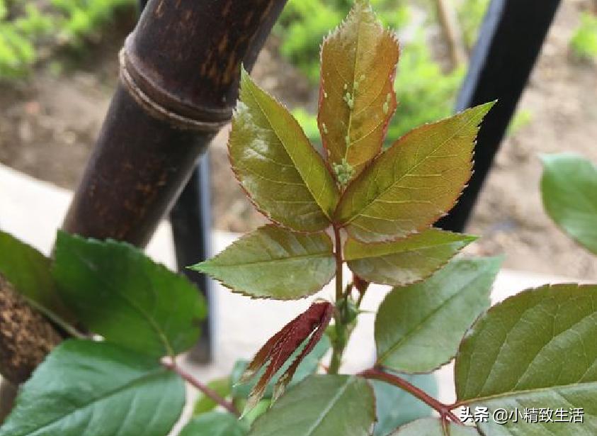 养月季花,这10种病虫害很常见,发病特征和防治方法都在这里了