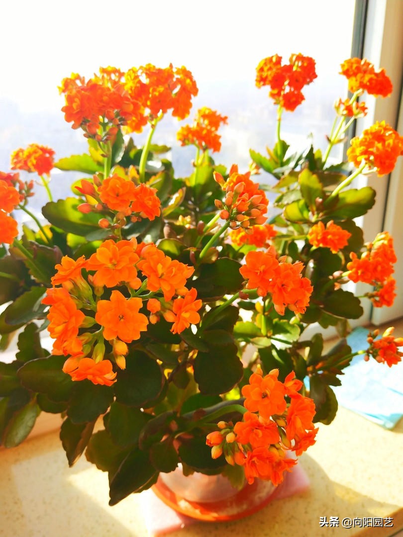 用淘米水养花，有臭味怎么办？丢点橘子皮，一点臭味都没有