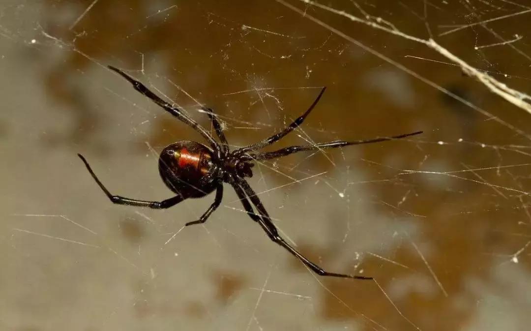 兵哥野外驻训需要什么,野外训练兵哥哥需要多长时间