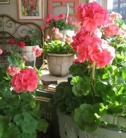 为什么有的天竺葵不开花,天竺葵不开花是什么原因呢