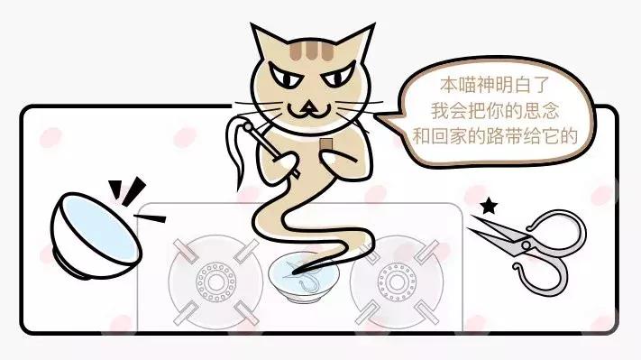 猫咪跑出去了自己知道回家吗,为什么猫咪离家回来后就很老实