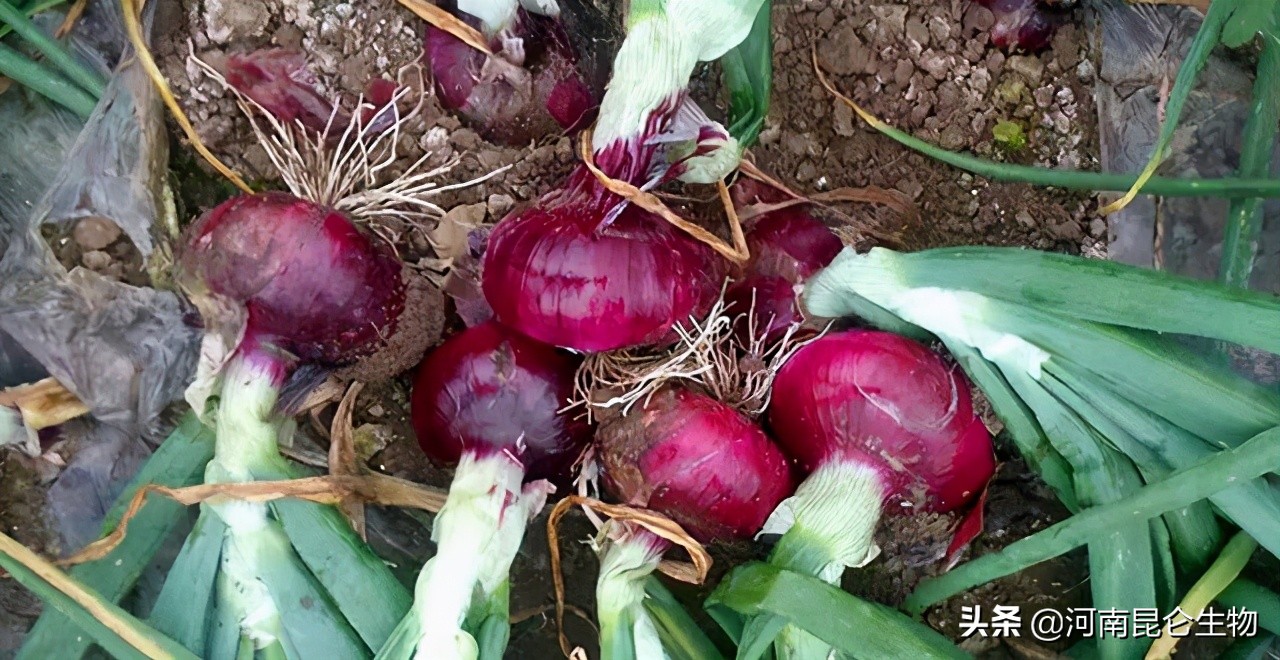 洋葱膨大期烂根用什么药,种植洋葱怎样防止烂根
