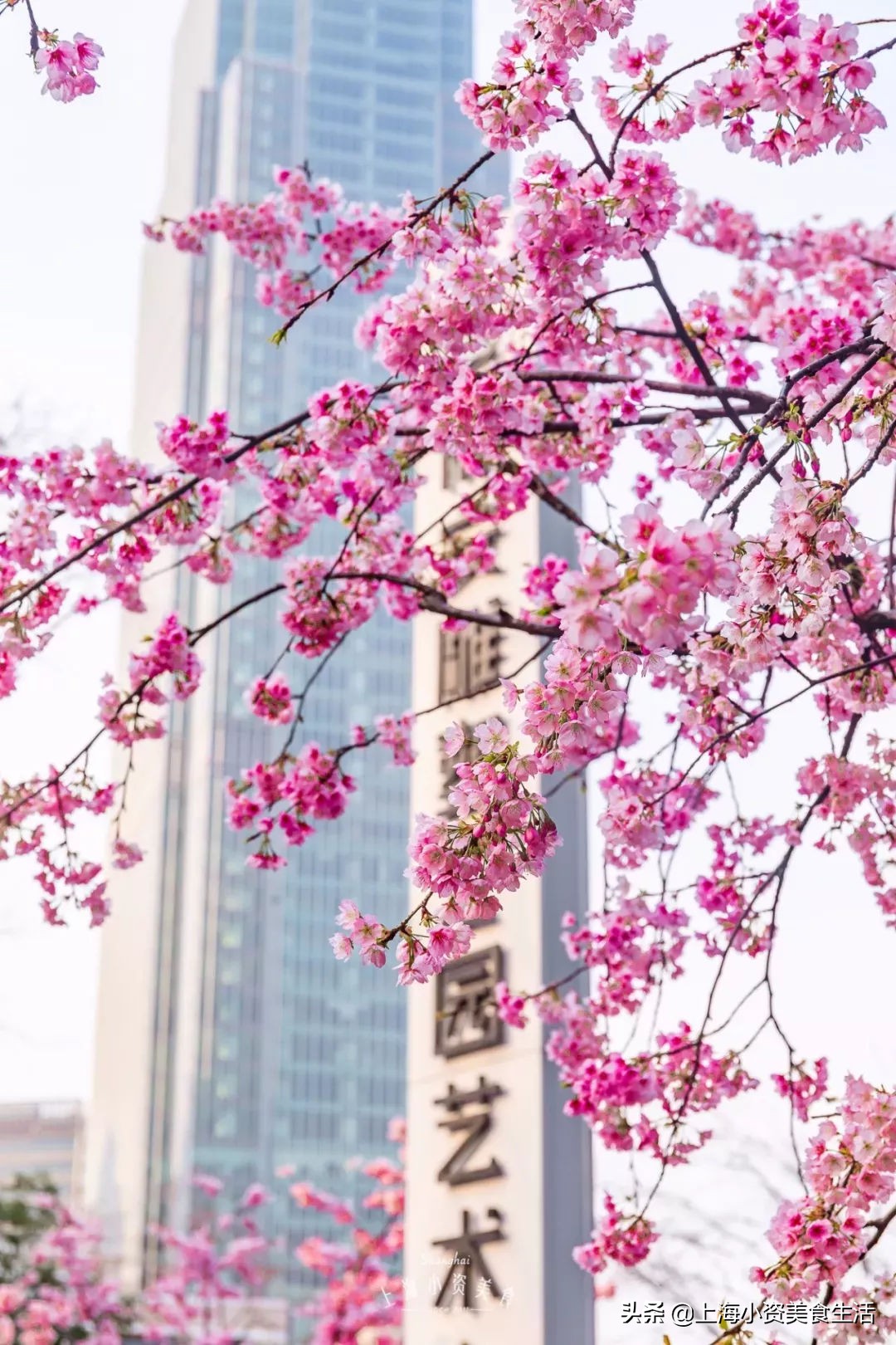 顾村公园一年一度赏樱,顾村公园赏樱点