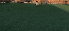 边牧如何训练跨栏,边牧为了吃肉放另外一只狗出来