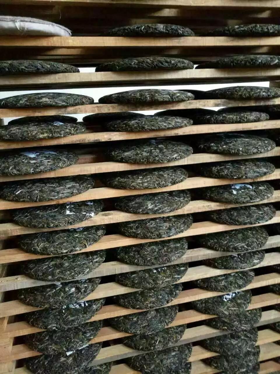 掸邦古茶树,缅甸东枝古树茶树