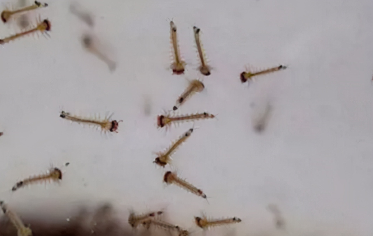 食蚊鱼入侵河北了吗,食蚊鱼我国入侵物种