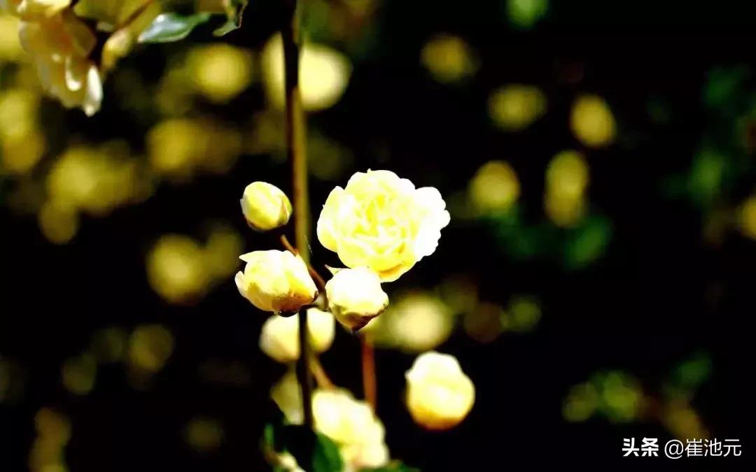 咋越来越少了就因为太廉价了吗