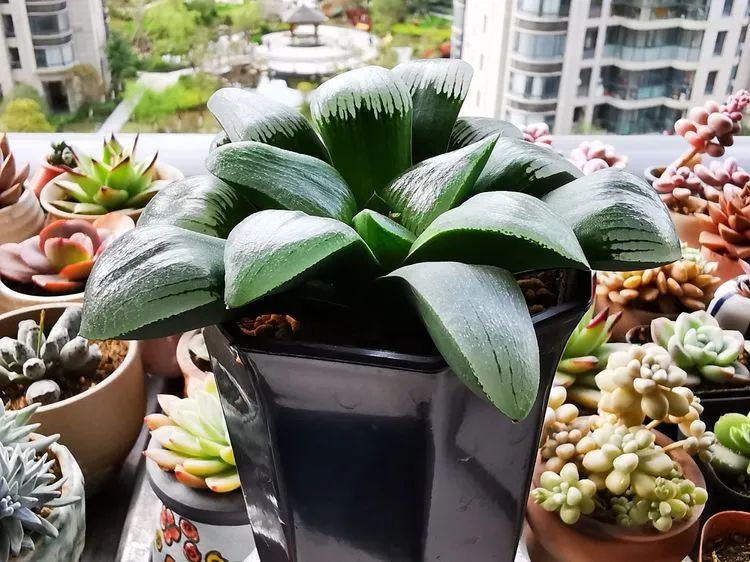 多肉砍头的怎么养,多肉怎么砍头才能爆发