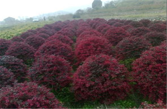 红檵木有多少种品种,檵木和红檵木的药用价值有啥区别