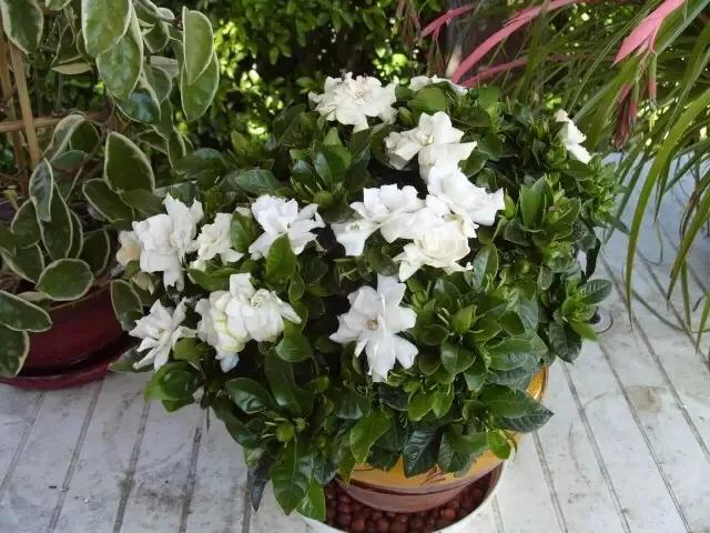 新买的栀子花，老是黄叶子，这是商家的猫腻，教你一招，起死回生