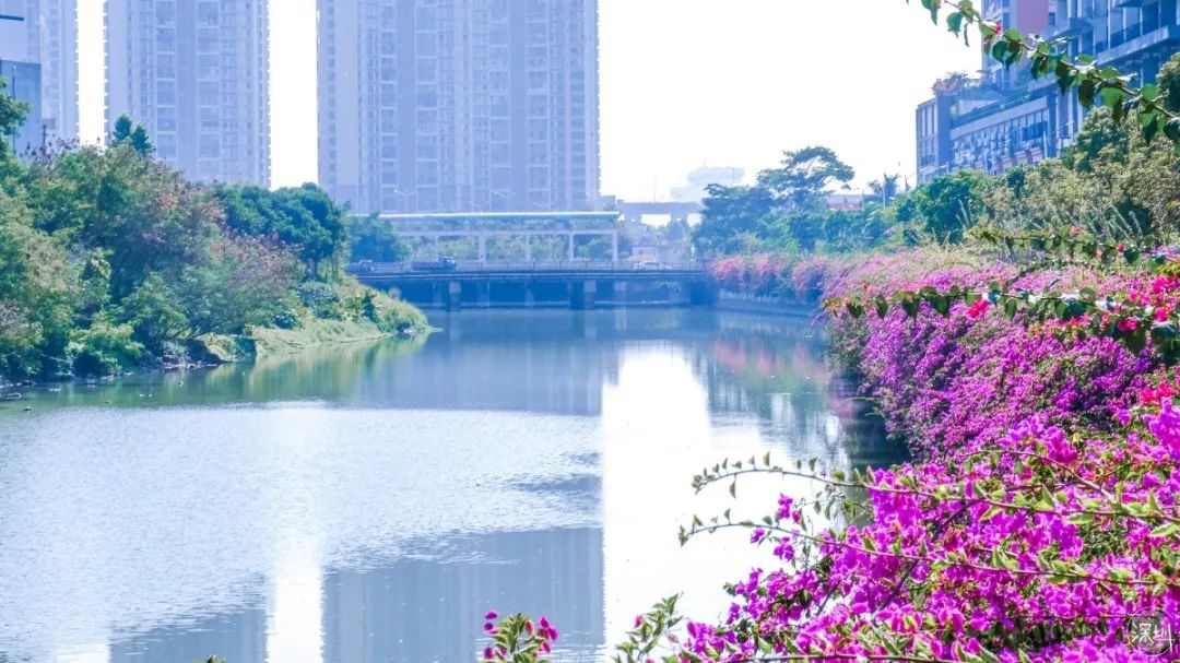 西乡好去处,深圳一个来了就不想走的地方