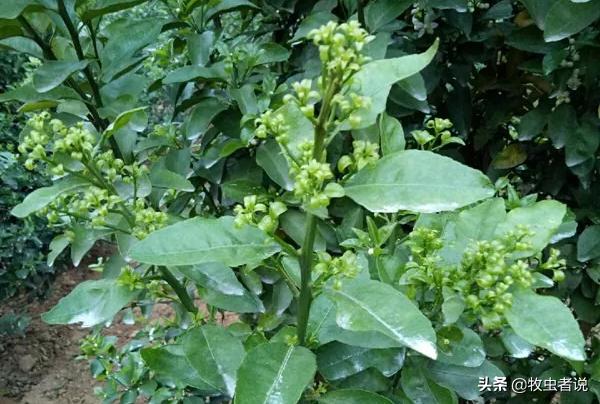 柑橘树叶子翻卷什么原因,柑橘树卷叶是什么问题