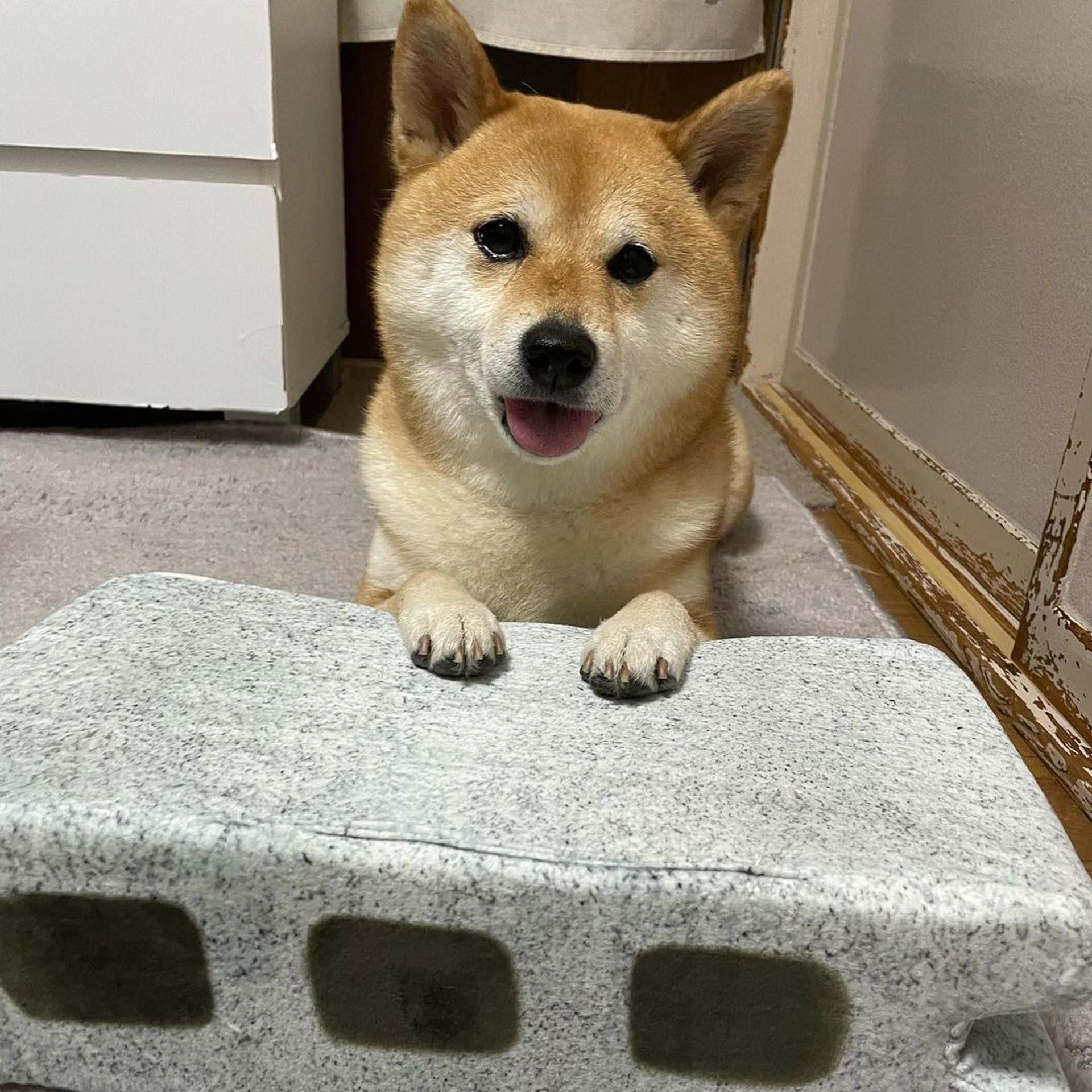 被砖头压住了!影帝柴犬超入戏25个连自己也骗倒的瞬间