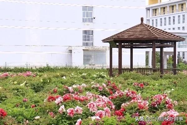 兰财校花,高校校花青春来袭你pick哪一款