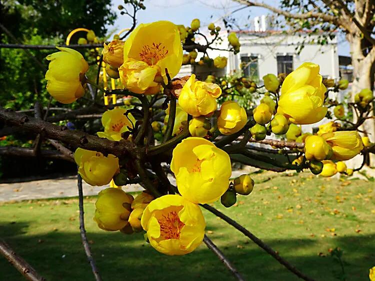 弯子木~花朵鲜黄色,簇生,酷似山茶科的金花茶,非常漂亮。