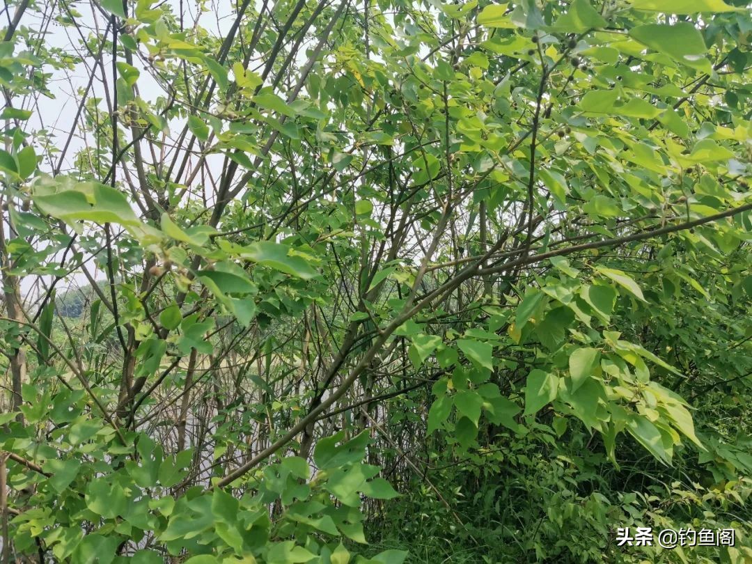 野生草鱼打窝用什么饵料,野生大草鱼怎么钓