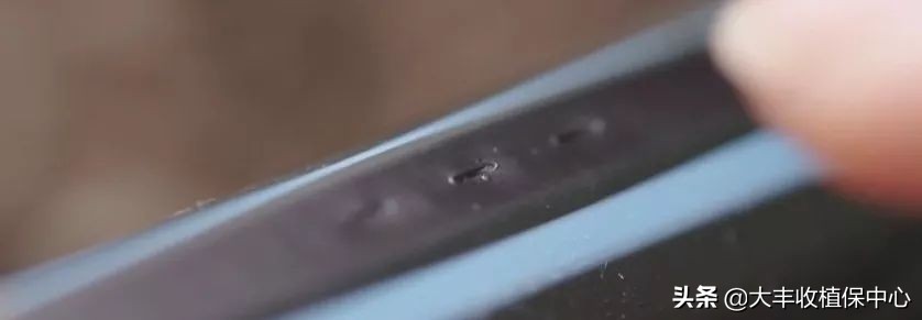 高架草莓和地栽草莓哪个贵,草莓低价种植技术有哪些