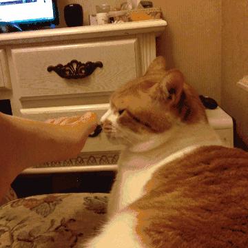 刚到家的小猫咪挠东西怎么办啊,新到家猫咪抓挠床怎么办