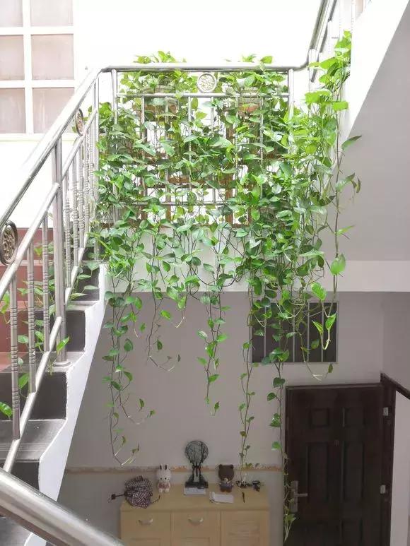 适合室内养的不见阳光的垂吊花,适合阳台种的垂吊花一年四季开花