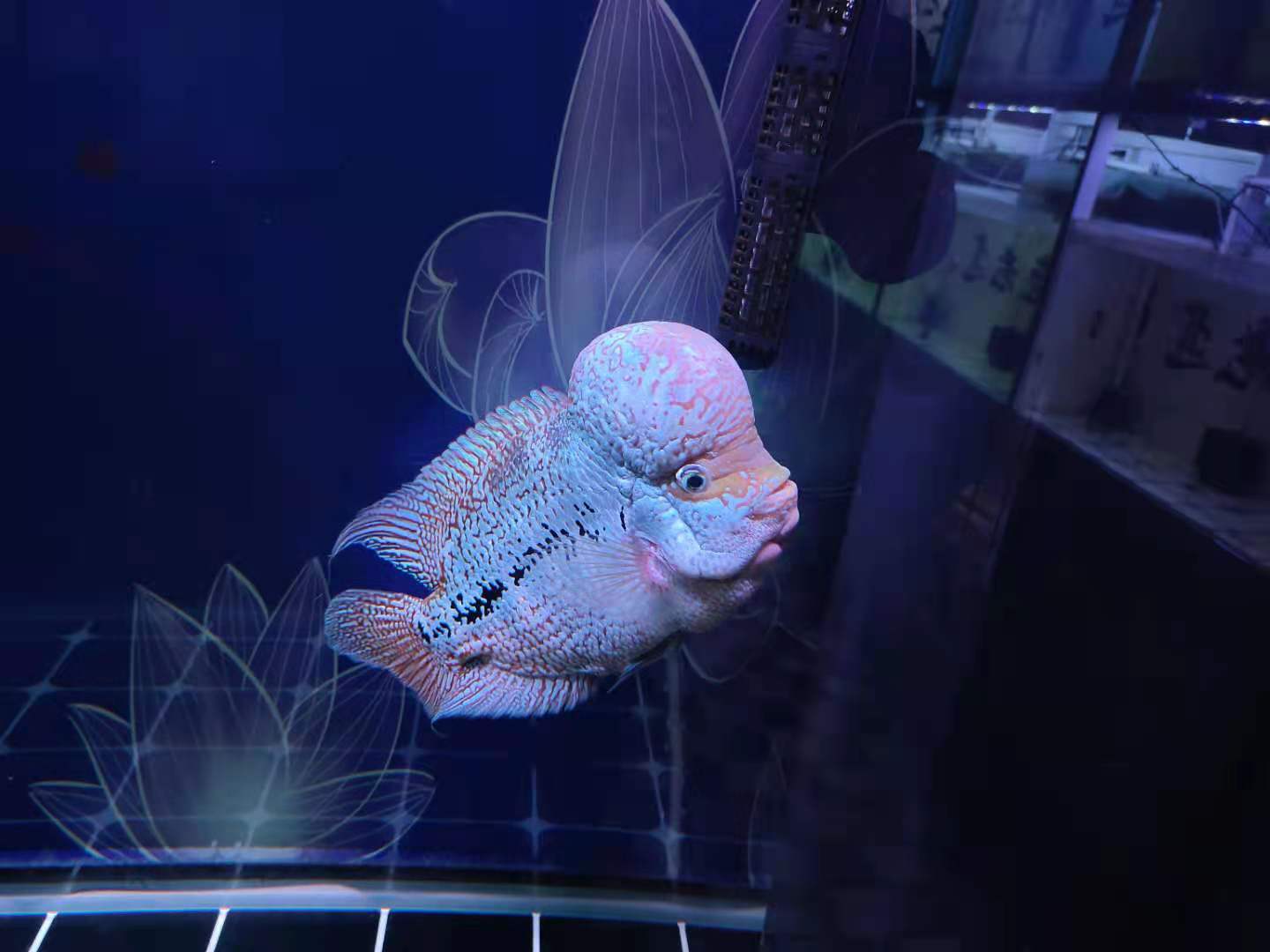 观赏鱼白点病怎么治疗最好,观赏鱼白点病最好的治疗办法