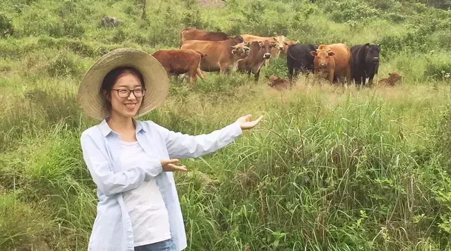 杭州90后姑娘大山里养牛,临安美女养牛