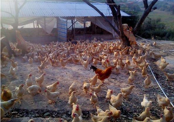 鸡群鸡冠肿了眼睛也肿了是什么病,鸡拉白痢脸肿是怎么回事