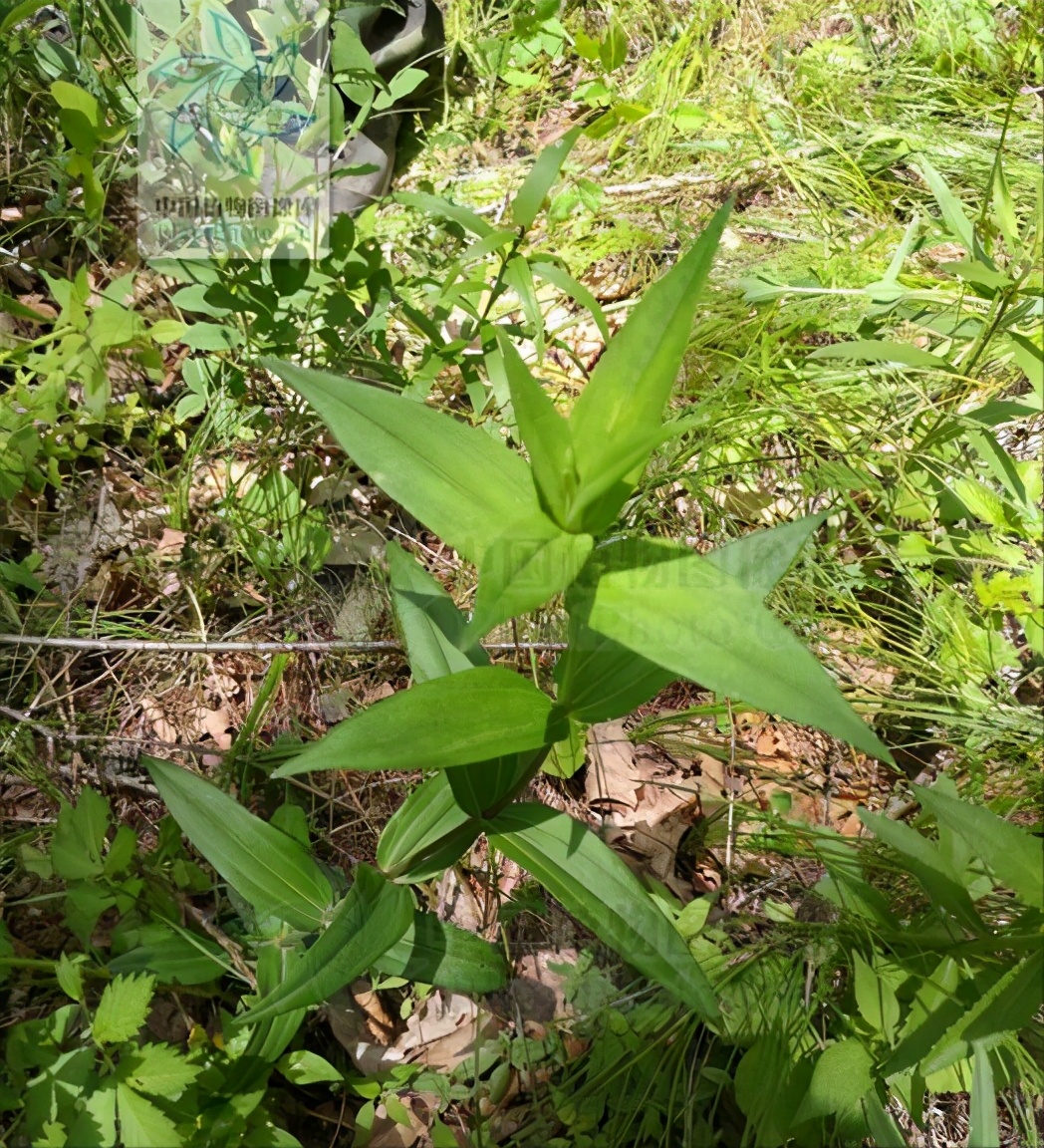 神农本草经中的药材图片,神农本草经高清彩图