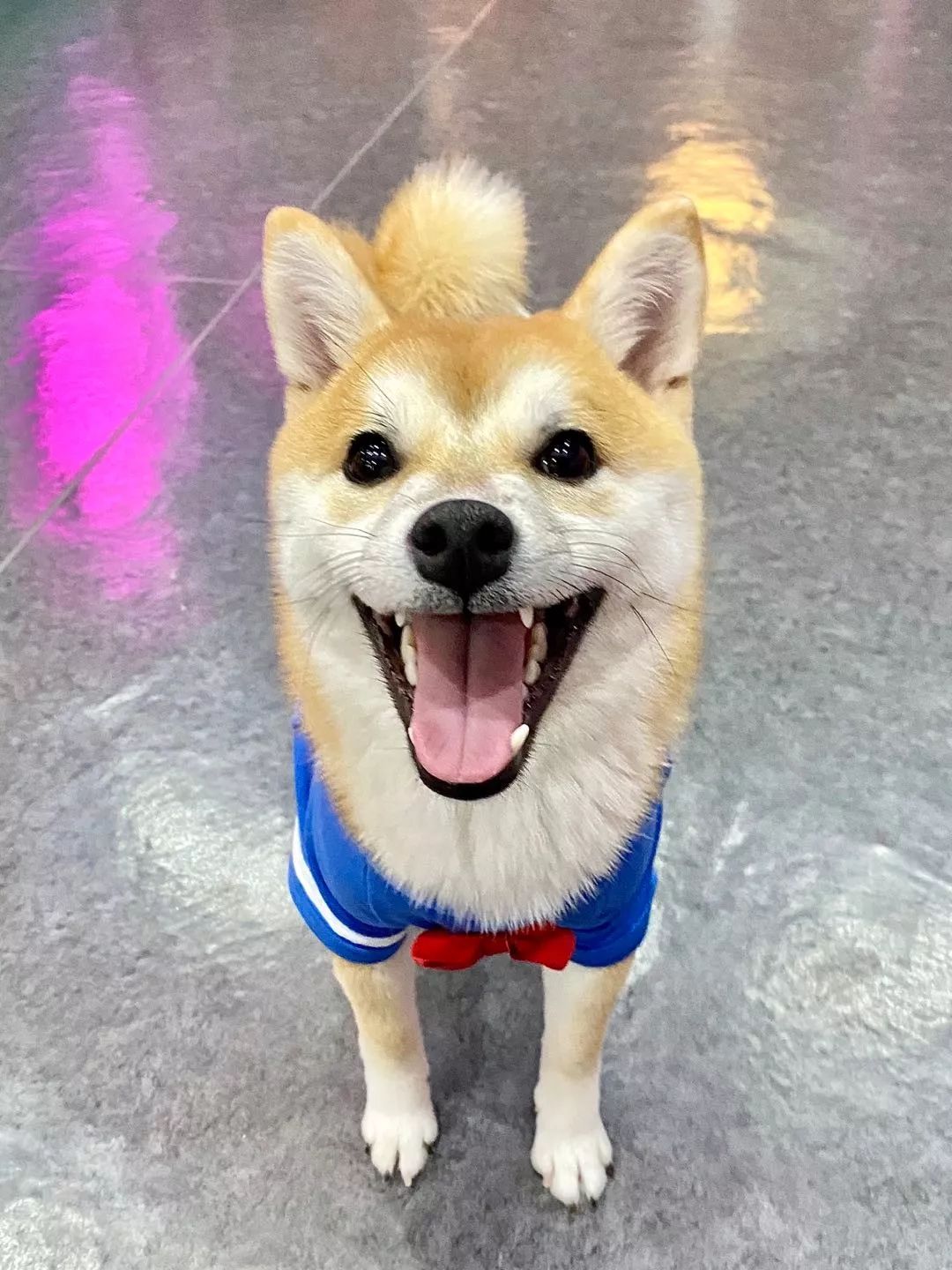 2019宠物排名,2022宠物排行榜