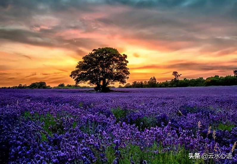 白居易经典七律古诗十首,白居易10首经典诗词七言绝句