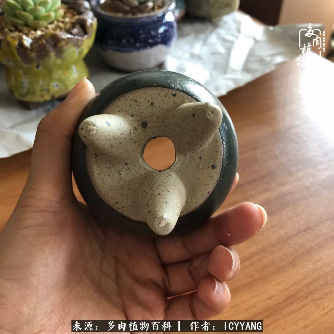 多肉隔着玻璃晒太阳效果好吗,隔着玻璃养的多肉照样长得好