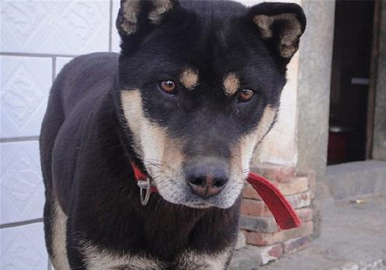 土狗绝对是最忠诚的狗,土狗的警惕性有多强